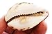 Florida Shells and Gifts Inc. One Select Tiger Cowrie (Cypraea Tigris) Shell 2 1/2