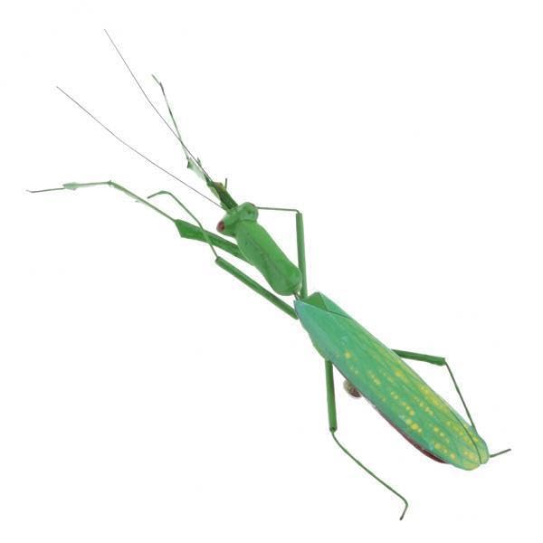 2xRealistic Insect Animal Pot Hanger Fridge Magnet Garden Decor Mantis-image-26