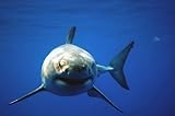 Great White Shark: Uncaged