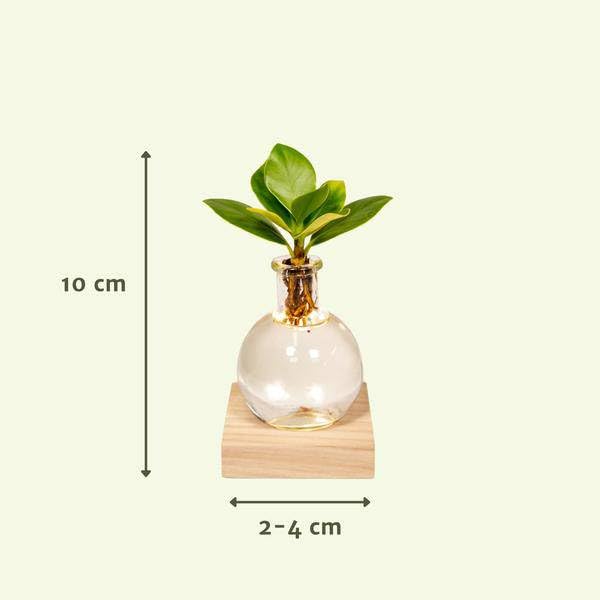 Clusia Roślina hydroponiczna w szkle Samoa z oświetleniem LED – Ø 4 cm × 10 cm – zielona dekoracja liści do wnętrz – łatwa w pielęgnacji i na bazie wody