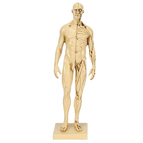 Modelo de anatomía masculina AMONIDA de 29,5 cm para decoración y clases de pintura 6