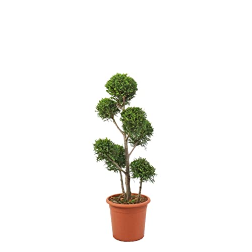 KENTIS - Cupressocyparis Leylandii 'Castlewellan Gold' - Pompon Cyprès avec Décoration de Vase en Jute - Vraies Plantes d'Extérieur - H 100-120 cm Pot de Ø 24 cm avec Jute