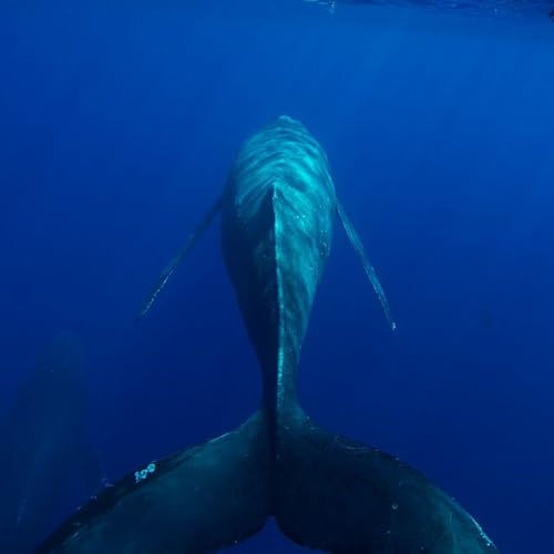 Episode 367: For A Green Future: Trump Invades Alaska's Fisheries! Episode 366 March 8, 2026