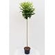 Kugelbaum Pflanzen Böring Kugel Akazie 180-190 cm Höhe