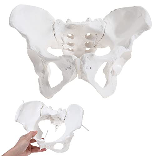 SKUMOD Life Size Female Pelvis Model, Replica Realistic Human Female Pelvis with Removable Hip Bones, Sacrum and 4/5 Lumbar Spine, 9.6x6.7x6.7in