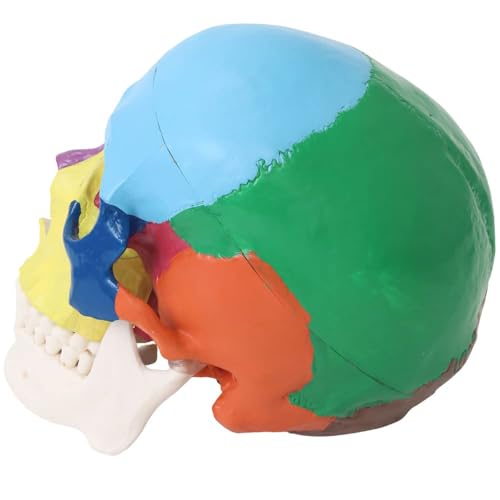 Image of Japard Human Skull Model, Detachable Anatomical Life Size Colored Skull Head for Medical Student Human Anatomy Study Course Demonstration