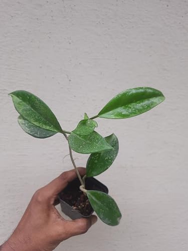 Image of Hoya Wax Plant Live Combo (4 Assorted Mystery Varieties) Rooted Indoor Hanging Vine Rare Collector Porcelain Flower Plant by Green Earth