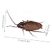 Imagen de Cucaracha Falsa