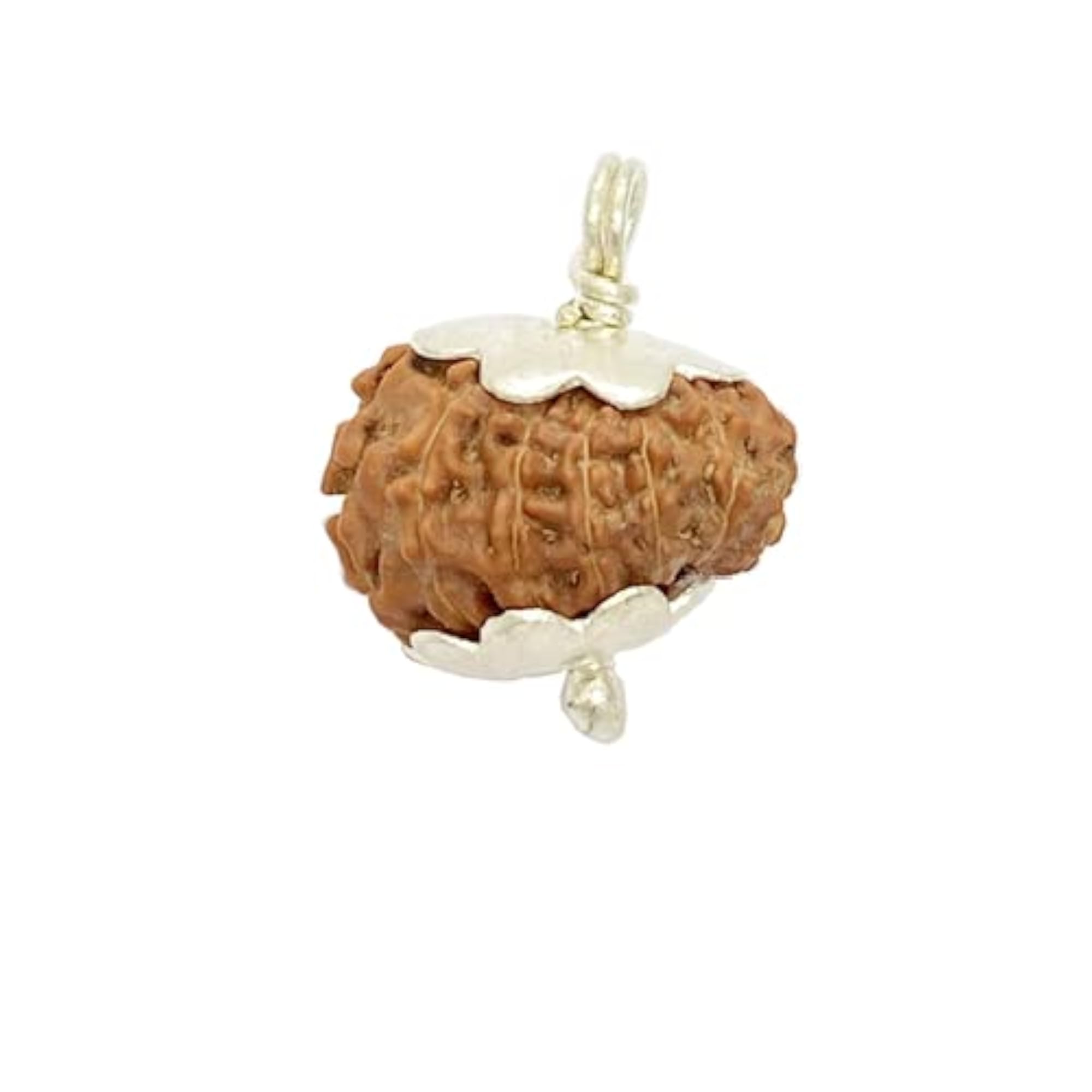 23mm 14 Mukhi Rudraksha with Silver Capping, Certified