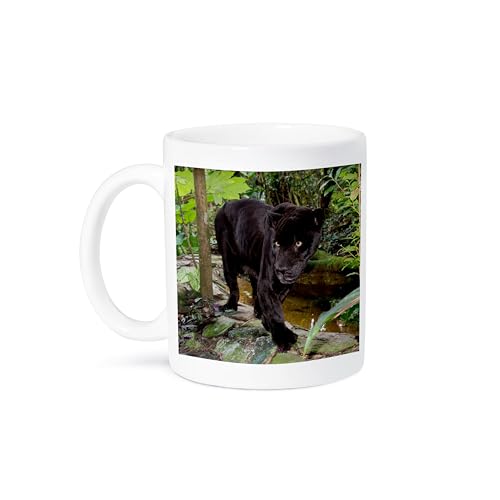 3dRose "Thick-Tailed Bush Baby, St Lucia Wetland, Kwazulu-Natal, South Africa" Ceramic Mug, 15 oz, Black