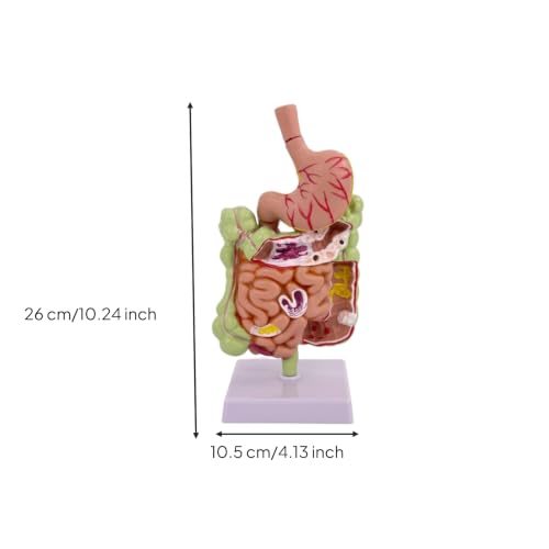 Aparato digestivo didáctico Molo con estómago codificado para un aprendizaje visual 4