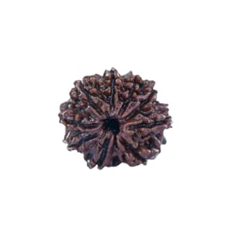 Trinetra Gems A+ Nepali. Beads Precious 9 Mukhi Rudraksha with Silver Capping Original Certified & Blessed by Maa Durga