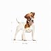 Royal Canin 35206 Mini Adult - Hundefutter, 1er Pack (1 x 8 kg)