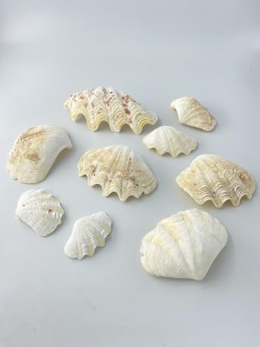 Amazon.co.jp: 貝殻の問屋さん: Mサイズ（5cm～15cm前後の貝殻）