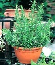 Semi di ROSMARINO in vaso - Rosmarinus Officinalis - 100 Semi