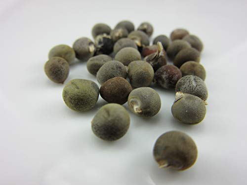 1157-Dwarf Cowhorn Okra (Abelmoschus Esculentus) Seeds by Robsrareandgiantseeds UPC0764425787877 Non-GMO,Organic,Historic Plants,USA Grower,1157 Package of 25 Seeds 1157-Dwarf Cowhorn Okra (Abelmoschus Esculentus) Seeds by Robsrareandgiantseeds UPC0764425787877 Non-GMO,Organic,Historic Plants,USA Grower,1157 Package of 25 Seeds