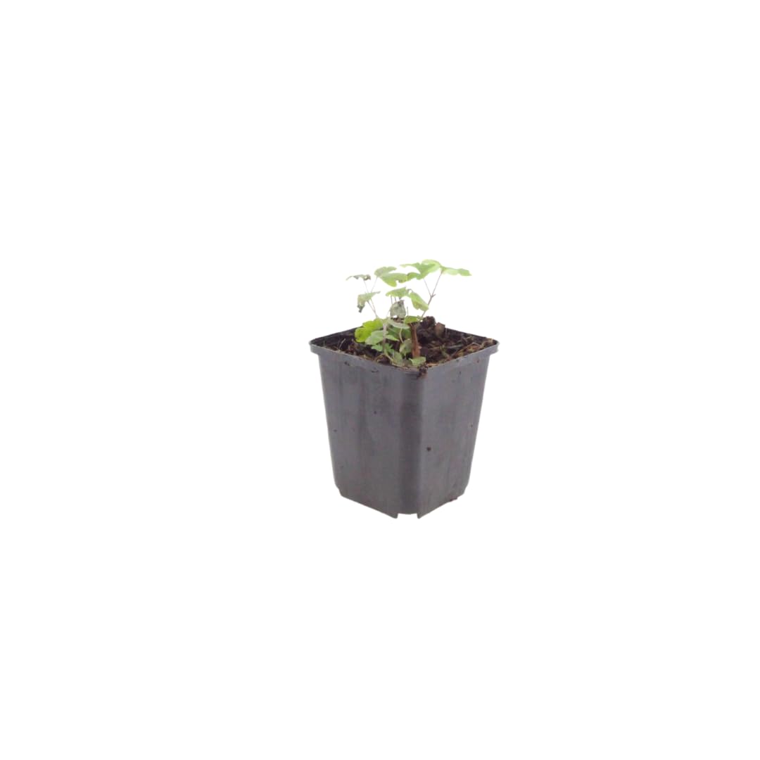 Aquilegia Vulgaris con Vaso, per Giardino, Colori Misti, 24 Pezzi 10-25cm