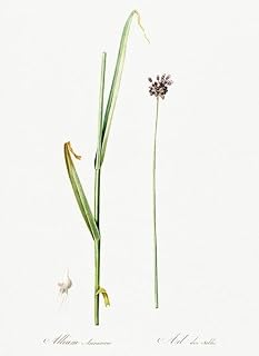 Sand Leek - 1805 - Les Liliacees - Pierre Redoute - Illustration Magnet
