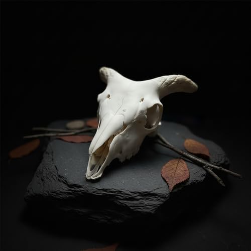 Taxidermy Real Animal Skull for Art - Specimen Bones for Vet Medicine, Teaching, and Art Reference Goth Home Decor & Curiosities Collection (Sheep SKULL-1pc)