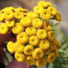 Rainfarn Samen Asteraceae Gelbe Blume Innen Schreibtisch Zierpflanzen