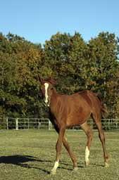 Horse Portrait Wall Decal