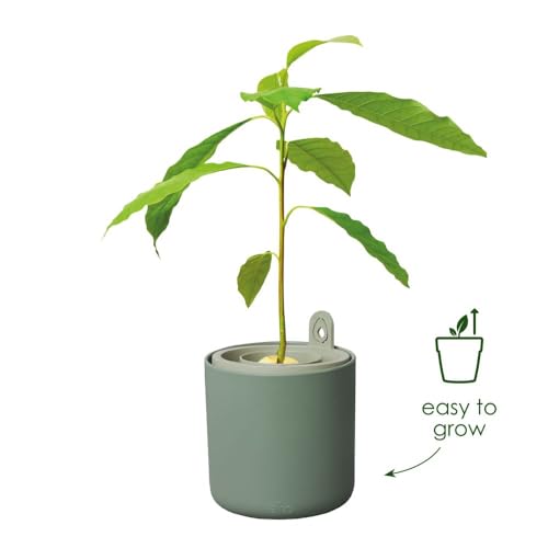 elho Amazing Avocado Pot 12 - Blumentopf für Züchten Und Ernten - 100% recyceltes Plastik - Ø 12.0 x H 12.1 cm - Braun/Toffee Terra