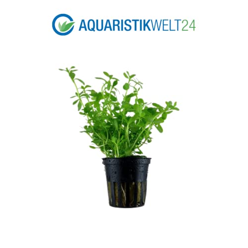 AquaOne Aquarium Pflanzen I 3X Wasserpflanzen I Nano Becken Aquarienpflanzen I Stängelpflanzen Bacopa Staurogyne Ausläufer Lilaeopsis I Set mit 3 Nanobecken Aquariumpflanzen - Image 5
