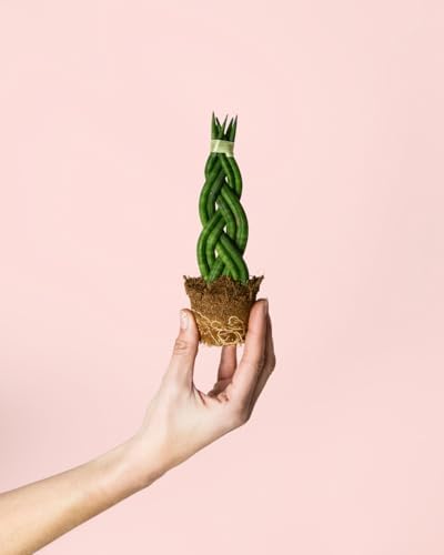 Sansevieria Trenzada | Mini Plantas Naturales Interior | Pur Plan...