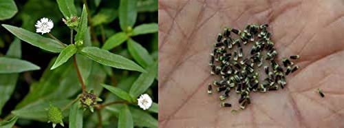 Ari Nursery Eclipta prostrata/Bhringraj/Karisalangkanni/False daisy Seeds - 20 seeds (B0BV33V1RV) Amazon Price History, Amazon Price Tracker