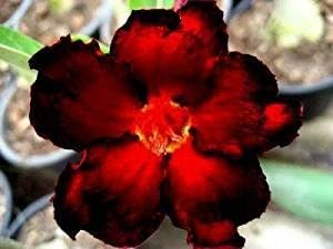 Adenium Obesum 'Blacksplash Desert Rose