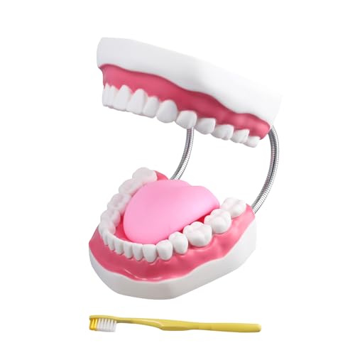 Aouzsta Human Teeth Model Especially for Students Teachers Professors Iatrical School Necessities Preparations for School Day