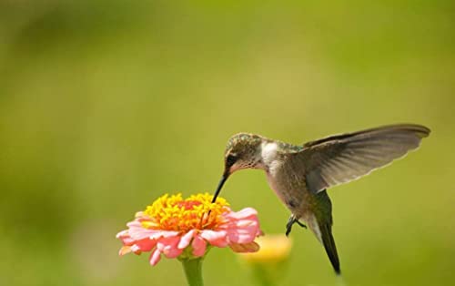 Zinnia Seeds Elegans Heat & Drought Tolerant Garden Cut Flower Mix – 700+ Seeds A31 #TOP7