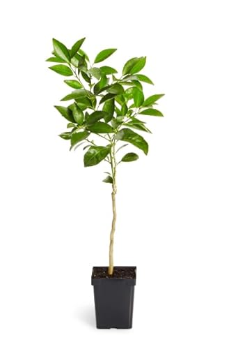 Árbol Frutal - Naranjo Natural y Fácil de Mantener