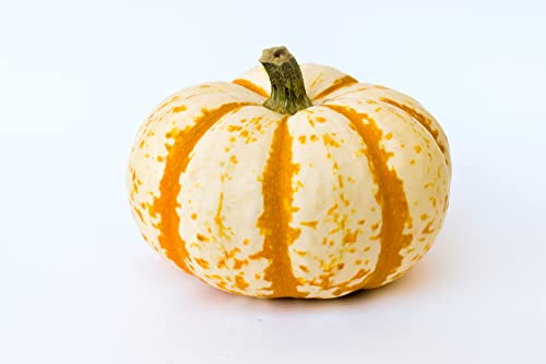 10 Dwarf Tiger Striped Pumpkin Seeds - Colorful Fall Decor - 10 Pack Of Seeds To Grow - Fall Squash Decor #TOP15
