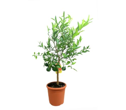 Garden Center Shop | Mandarino Tardío M20 75–95 cm | Árbol Frutal de Mandarina Dulce de Invierno | Follaje Persistente y Flores Aromáticas | Decoración y Cosecha Premium