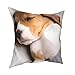 Uroczy szczeniak beagle leżący na poszewka na poduszkę dekoracja zwierzę dla dzieci poszewka na poduszkę dom dekoracyjne poszewki na poduszki do salonu na sofę 45 x 45 cm poszewka na poduszkę
