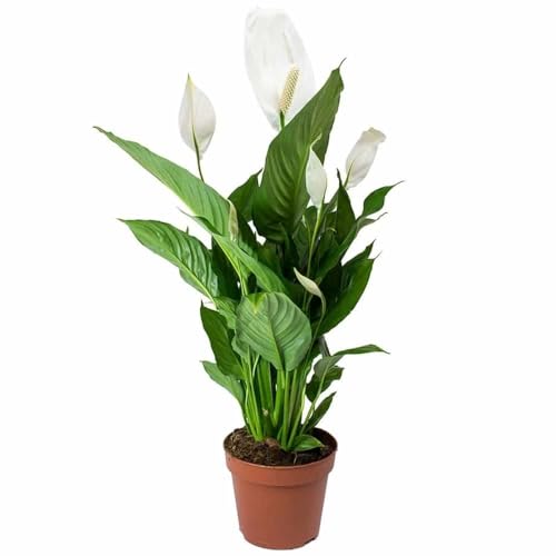 OIHOLO Peace Lily Or Spathiphyllum Plant Indoor Outdoor Plant Air Purifier Oxygen Supplier Good Luck with Round Pot for Living Room/Bedroom/House/Office (Pack Of 2)