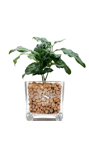 GREEN PLACE R[q[̖ ygȂ ϗtA {  ~j nChJ`[ L[u TN