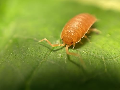 Pocket Pets 30 Powdered Orange Isopods Plus Mixed Springtail Eggs. Bioactive Combo Clean Up Crew for Reptile and Amphibian Food Available only if Local 5 Day temperatures are Between 20-95 Degrees