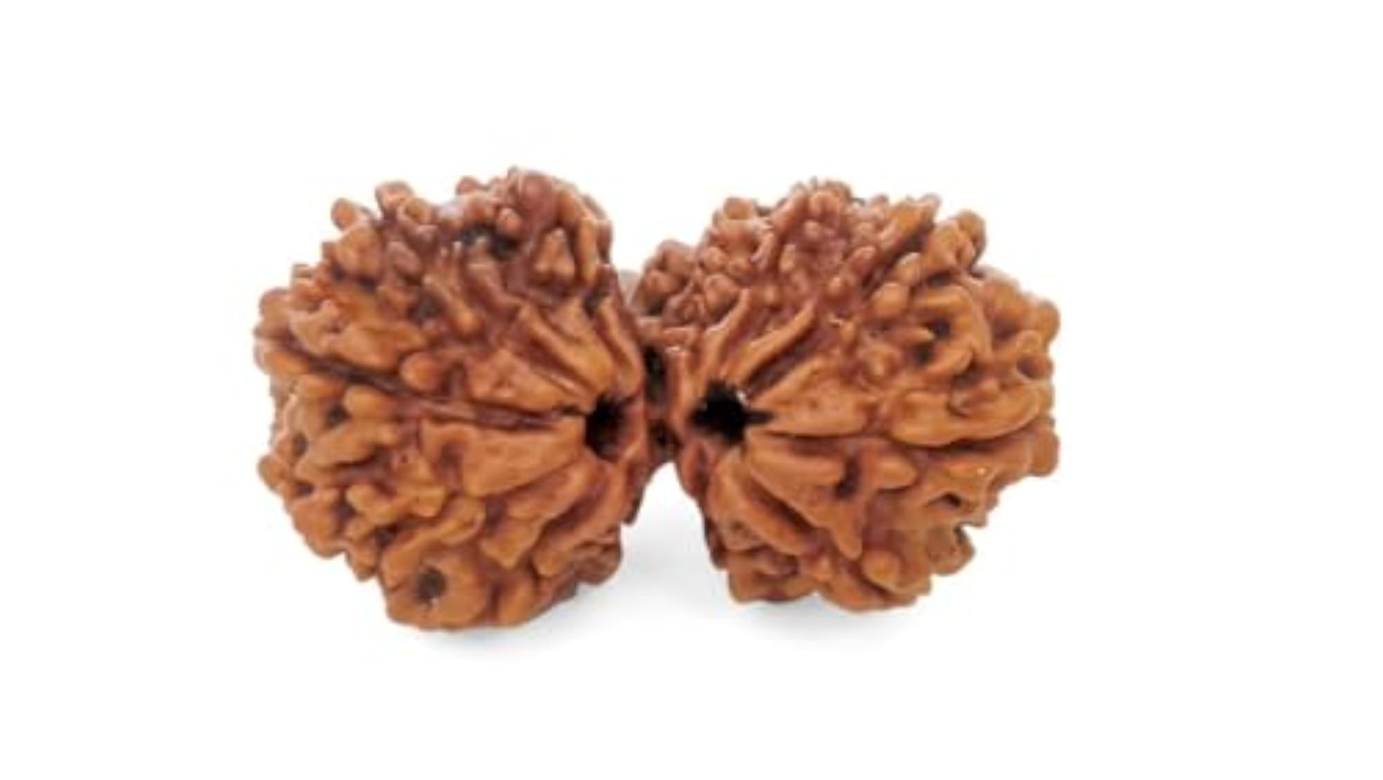 Original Certified Gauri Shankar Rudraksha