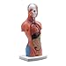 15 Component Human Torso Model, Human Body Model for Kids Used for Student Teaching Research, with accompanying Product User Manual (10 inch)