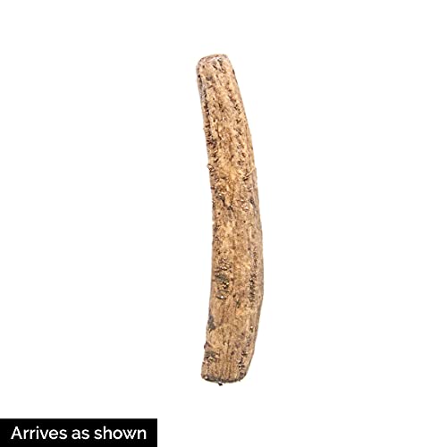 Hybrid Horseradish Bare Root Plants, Produces Big Crops of Smooth Roots, Includes 5 Roots per Offer - Thumbnail 3
