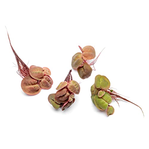 SubstrateSource Red Root Floater Phyllanthus Fluitans - Live Floating Plants for Aquarium, Fish Tanks, Natural Aquatic Decorations and Cover (3-4 Plants)