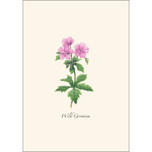 Image of Earth Sky + Water - Meadow Wildflower Assortment Notecard Set - 8 Blank Cards with Envelopes (2 each of 4 styles)