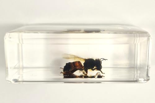 Image of 44mm Real Honeybee Honey Bee in Crystal Clear Lucite Resin Specimen Preserved Insect Taxidermy Crafts Collection for Biology Science Education & Desk Ornament Display Supplies Small Paperweight