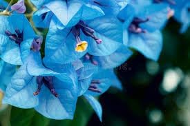 Image of Sky Blue Bougainvillea Live Plant | Flowering Outdoor Plant | Paper Flower Plant | Buganvel, Bougainvillea Glabra Live Plant for Home Garden Balcony Outdoor (Healthy Rooted Plant)