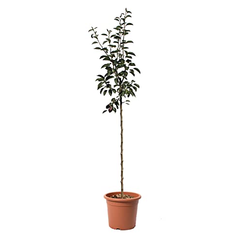 KENTIS - Poirier Williams Rouge - Vraies Plantes d'Extérieur - Arbre Fruitier de Jardin d'Ornement - Pot de Culture Ø 28 cm