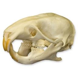 Real Hamster Skull A Quality