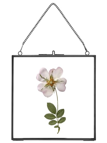 How to frame pressed flowers How to frame pressed flowers