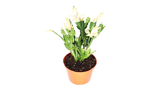 Yellow Christmas Cactus Holiday Cactus Christmas and Thanksgiving Hybrid - 6 from California Tropicals